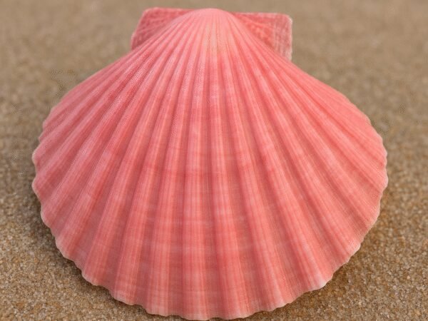 Przegrzebek różowy