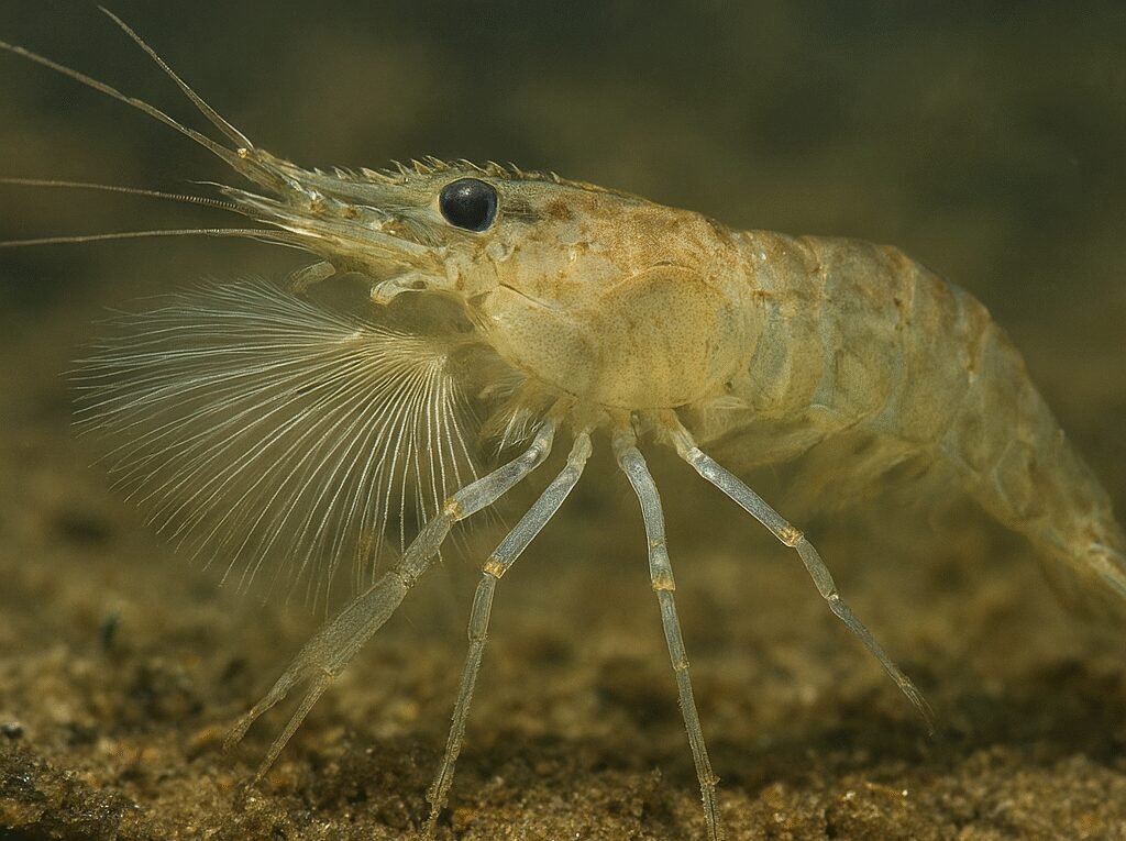 Krewetka filtrująca