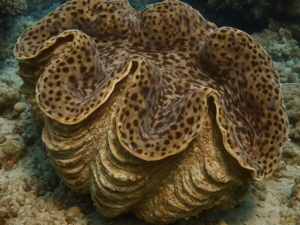 Małż tridacna (muszla olbrzymia)