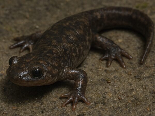 Syrena trójpalczasta