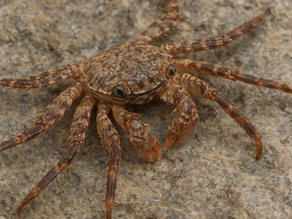 Ostrygojadek – Percnon gibbesi