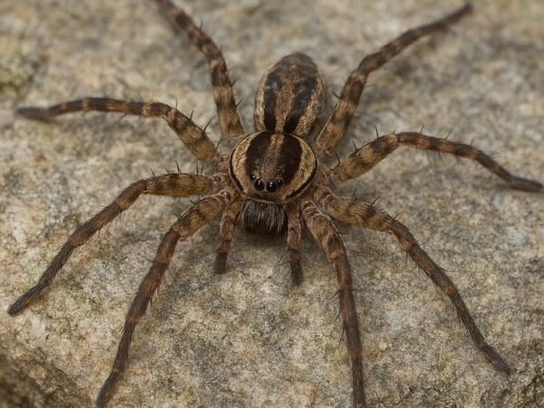 Pająk bagnik – Dolomedes fimbriatus
