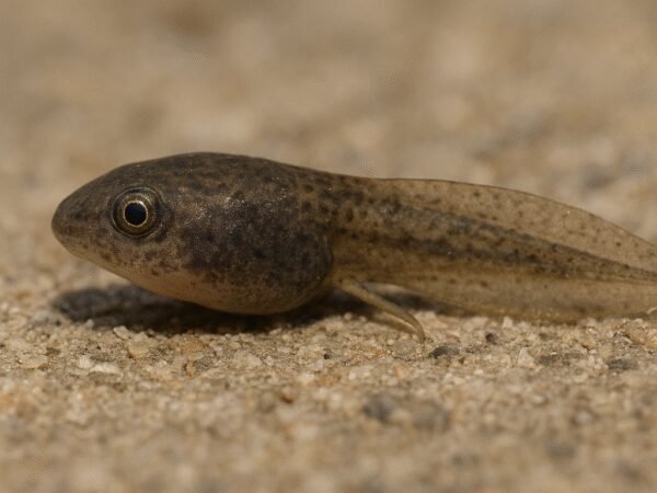 Kijanka żaby trawnej