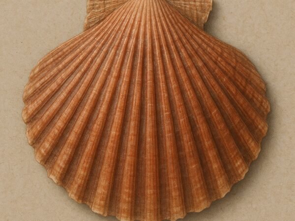 Małż Pecten jacobaeus