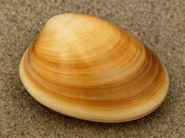 Małż Donax gouldii