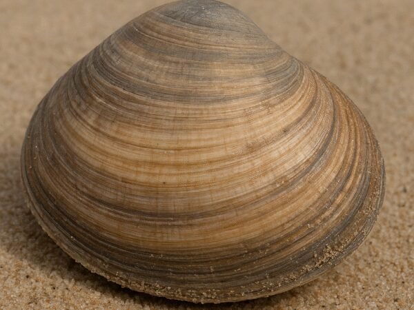 Małż Mercenaria campechiensis