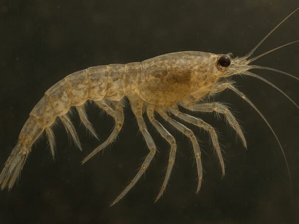 Pancerzowiec mysid – Mysis relicta