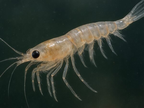 Pancerzowiec planktonowy – Mysidae