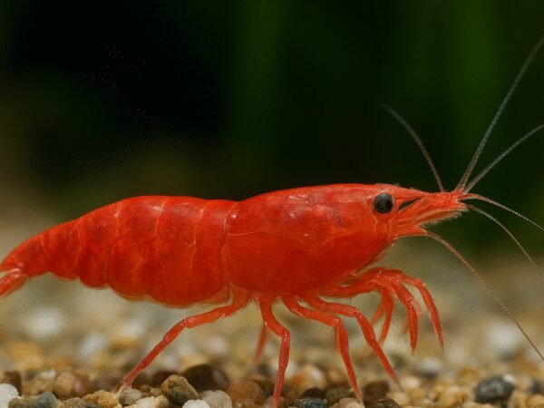 Krewetka ogrodowa – Neocaridina davidi