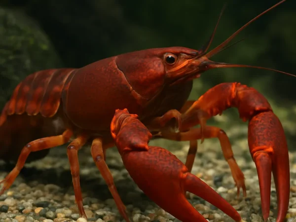 Cherax red brick – Cherax sp. “Red Brick”