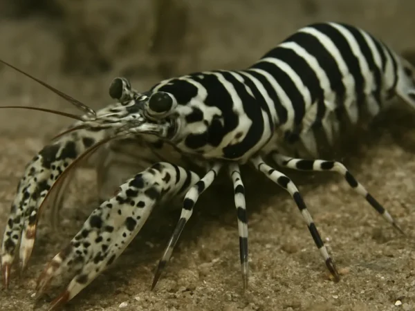 Krewetka modliszkowa zebra – Lysiosquillina maculata