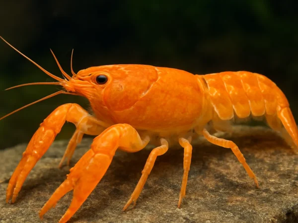 Rak pomarańczowy CPO – Cambarellus patzcuarensis orange