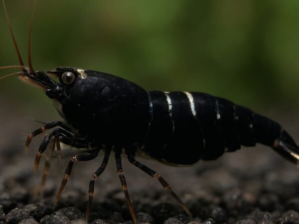 Krewetka tygrysia czarna – Caridina mariae “Black Tiger”