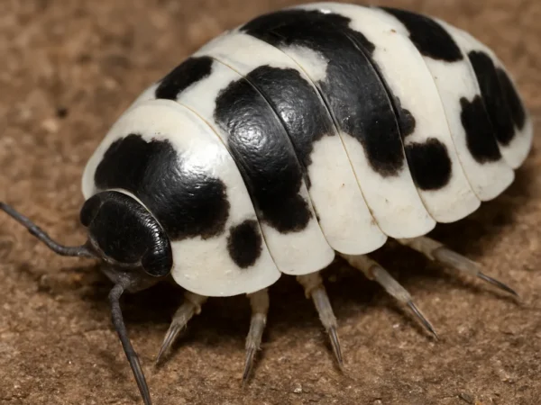 Isopod Porcellio laevis „Dairy Cow” – Porcellio laevis