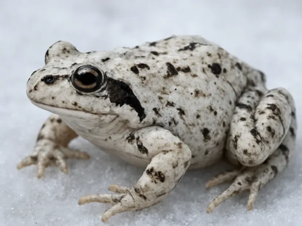 Żaba śnieżna