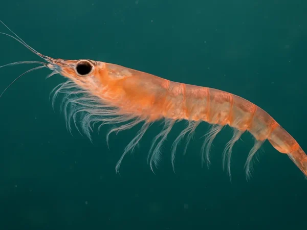 Krill tropikalny – Euphausia diomedeae