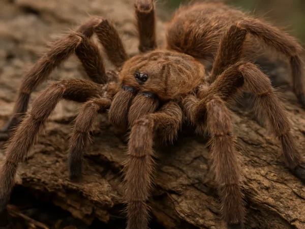 Pająk ptasznik amazoński – Tapinauchenius gigas