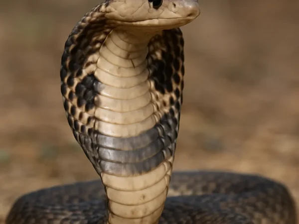 Kobra himalajska – Naja kaouthia