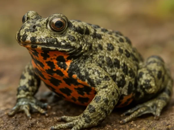 Żaba plamkobrzucha