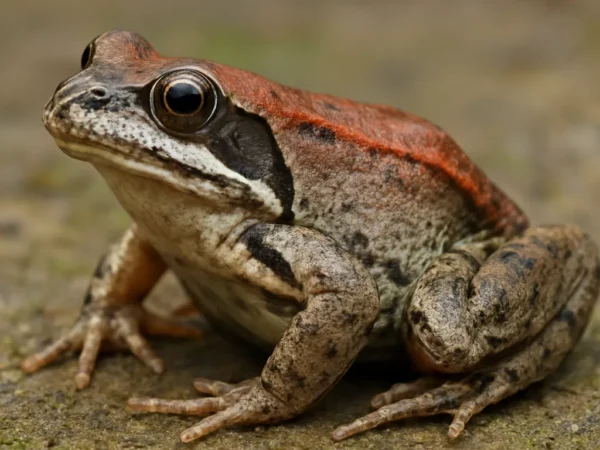 Żaba czerwonogrzbieta