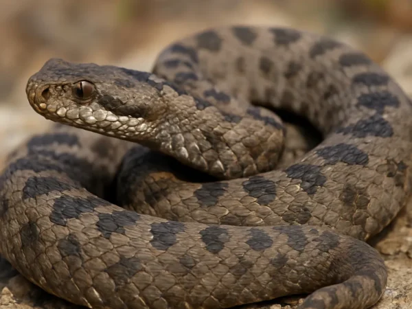Żmija lazurytowa – Vipera latastei