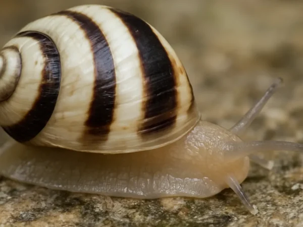Ślimak Nerita albicilla
