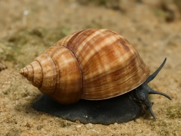 Ślimak Trochus radiatus