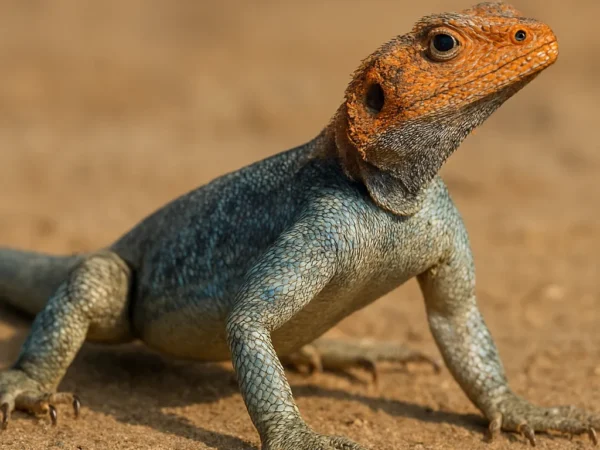 Agama północnoafrykańska – Agama boueti