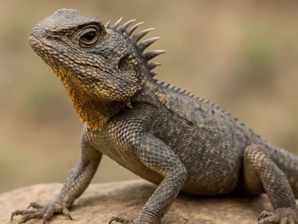 Agama grzebieniasta – Agama cristata