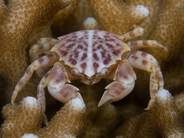 Krab trójkątny z raf – Trapezia spp.