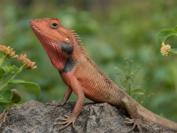 Agama indyjska czerwona – Calotes versicolor