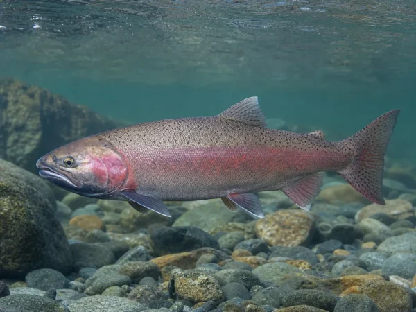 Kiżucz - Oncorhynchus kisutch