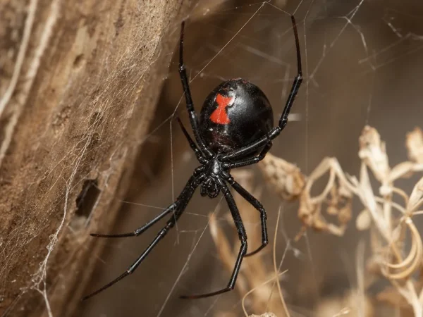 Czarna wdowa południowa - Latrodectus mactans - pająk