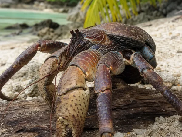 Krab kokosowy - Birgus latro - krab pustelnik