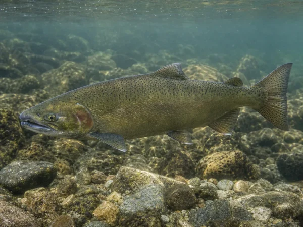 Nerka - Oncorhynchus nerka