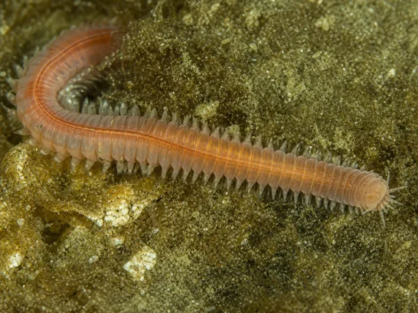 Alitta succinea - Alitta succinea - wieloszczet