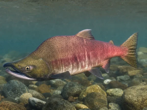 Gorbusza - Oncorhynchus gorbuscha