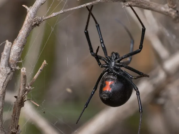 Czarna wdowa zachodnia - Latrodectus hesperus - pająk