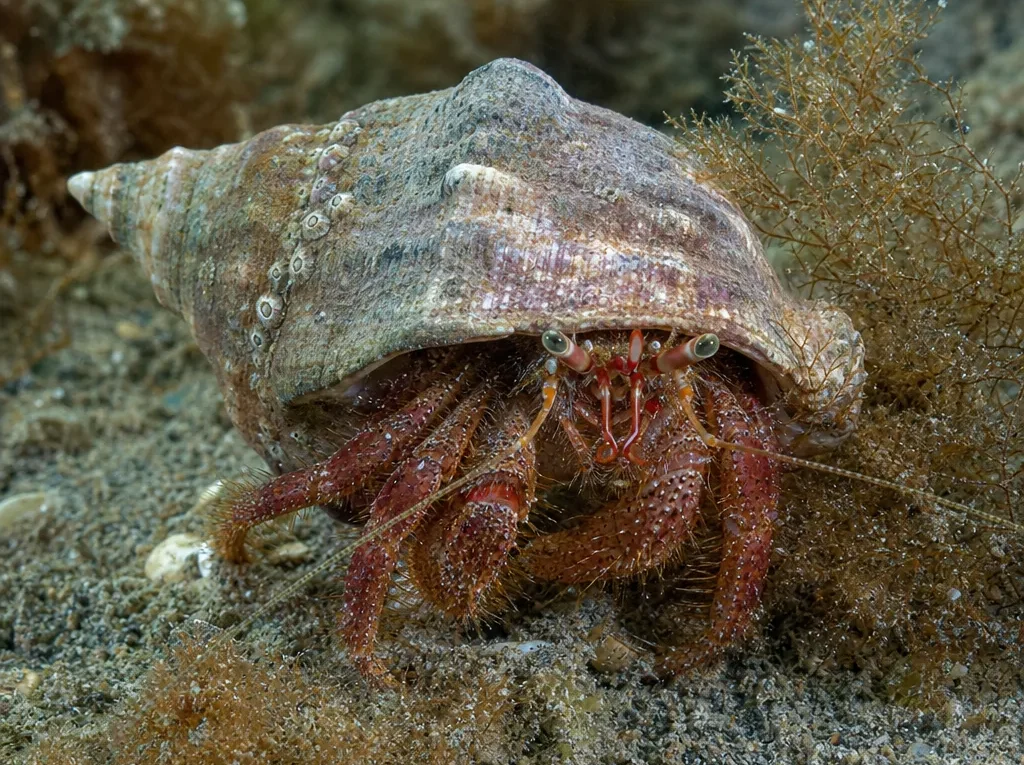 Krab pustelnik europejski - Pagurus bernhardus - krab pustelnik