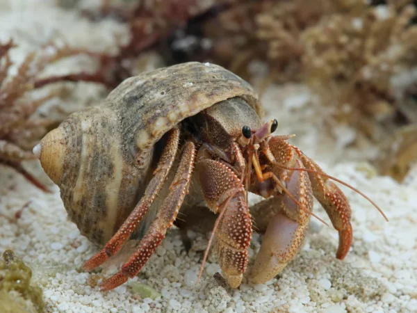 Krab pustelnik długoszczypcy - Pagurus longicarpus - krab pustelnik