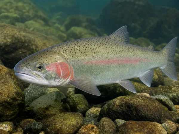 Oncorhynchus clarkii
