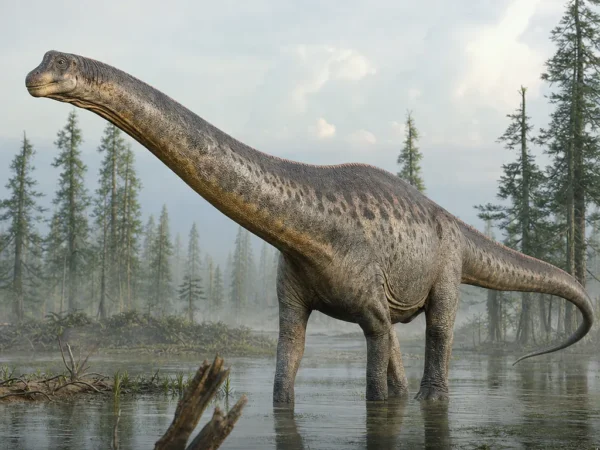 Diplodok - Diplodocus