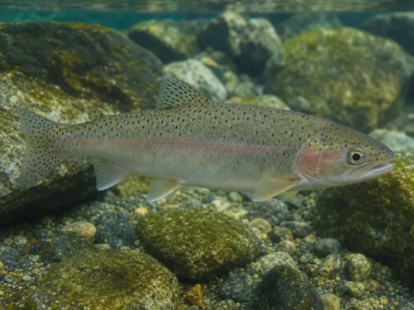Oncorhynchus aguabonita
