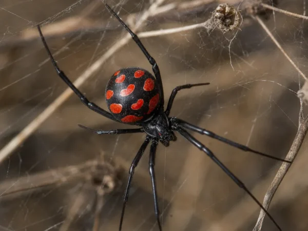 Karakurt - Latrodectus tredecimguttatus - pająk