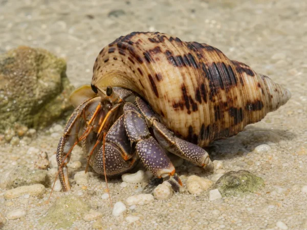 Krab pustelnik pasiasty - Clibanarius vittatus - krab pustelnik
