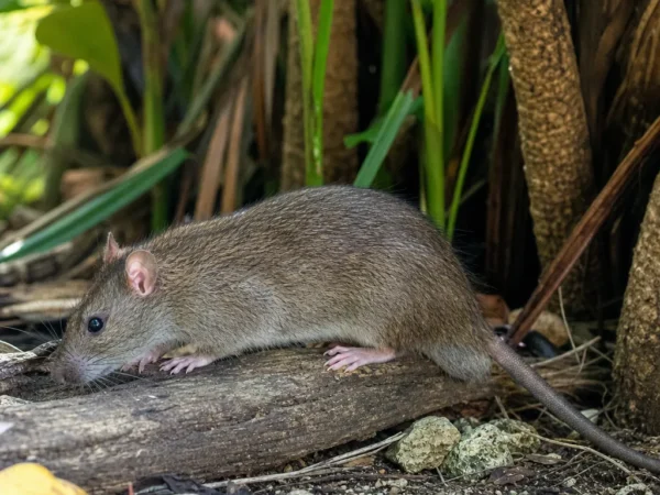 Szczur polinezyjski – Rattus exulans