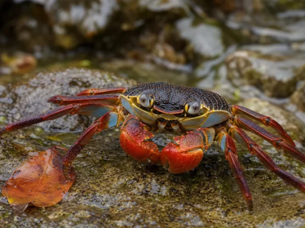 Krab tęczowy karaibski – Gecarcinus lateralis