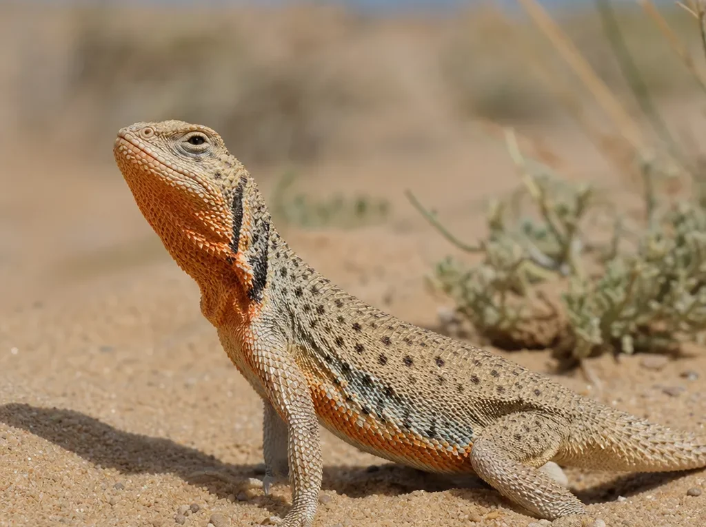 Agama piaskowa mongolska – Phrynocephalus versicolor