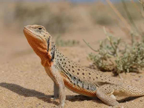 Agama piaskowa mongolska – Phrynocephalus versicolor