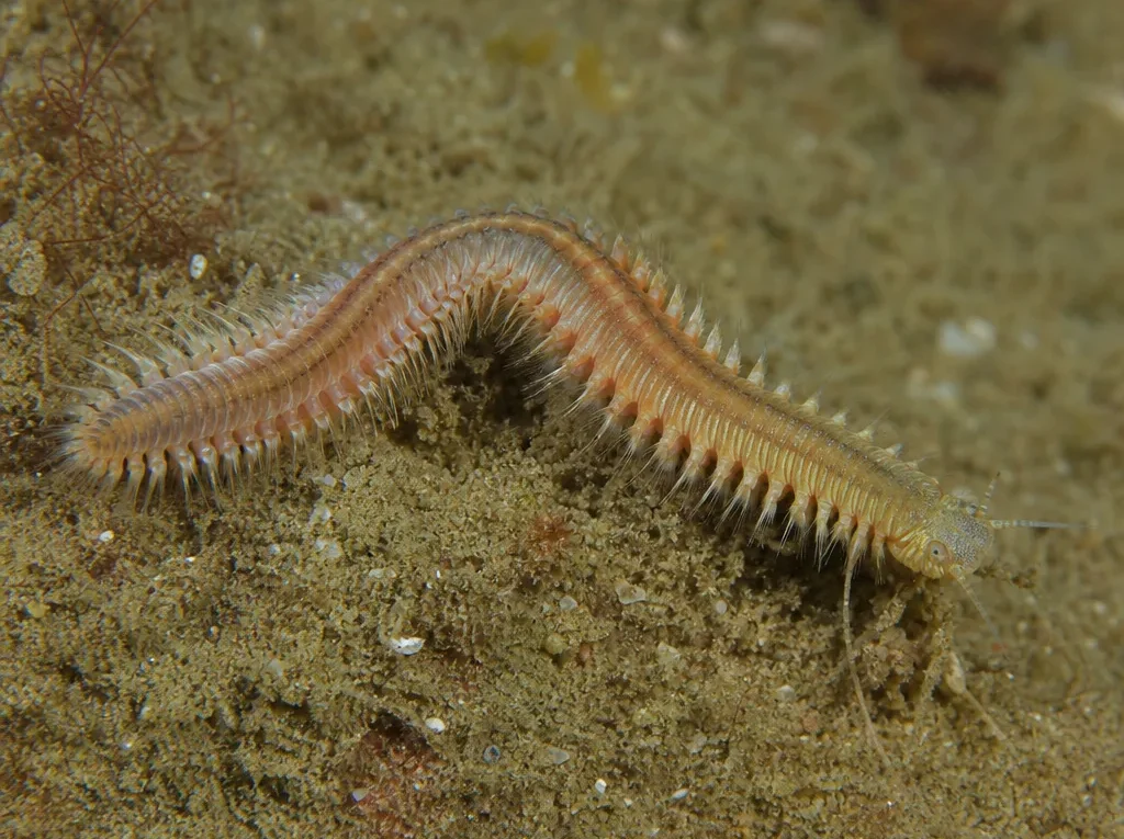 Perinereis aibuhitensis - Perinereis aibuhitensis - wieloszczet